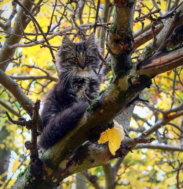 RT @Elverojaguar: https://t.co/U2C8v57Aa5