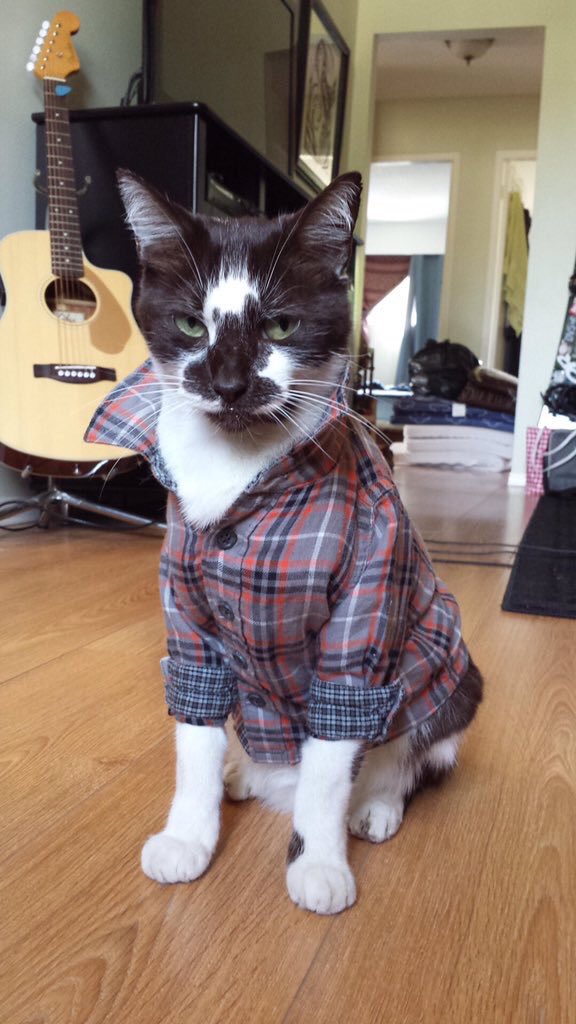 RT @BabyAnimalPics: “The vet suggested a shirt ins…