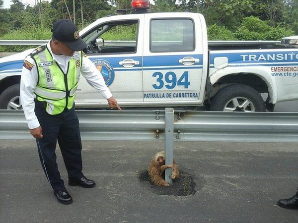 RT @BrettBlackman: breaking news: sloth rescued af…