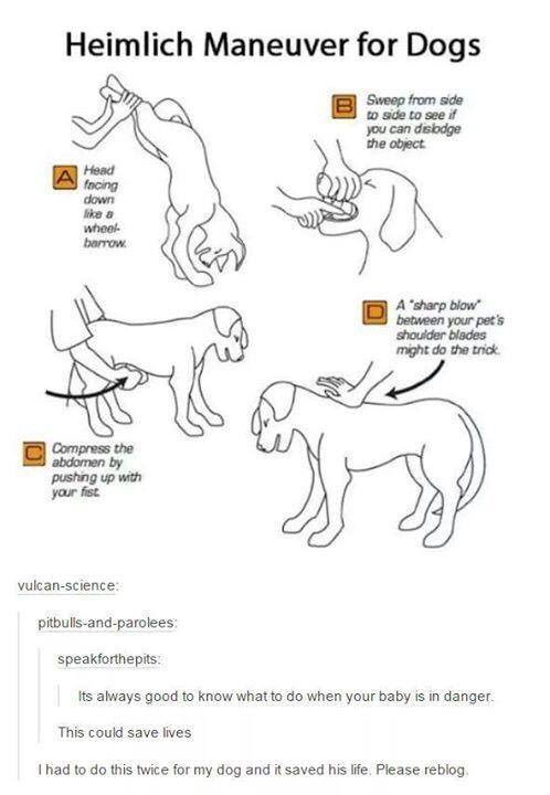 RT @CuteOverloads: RT to save a dogs life ❤️ https…