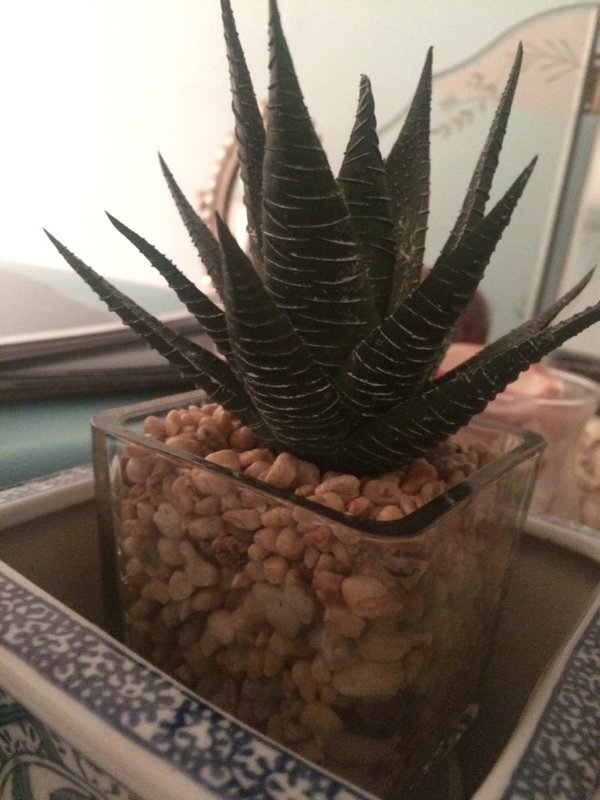 RT @itscxroline: IVE HAD THIS ALOE PLANT FOR LIKE…