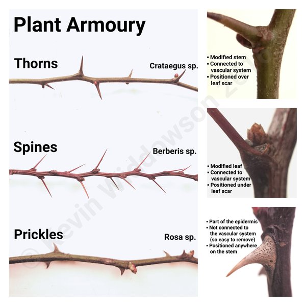 RT @kwid79: Mind blown. Roses don’t have thorns. S…