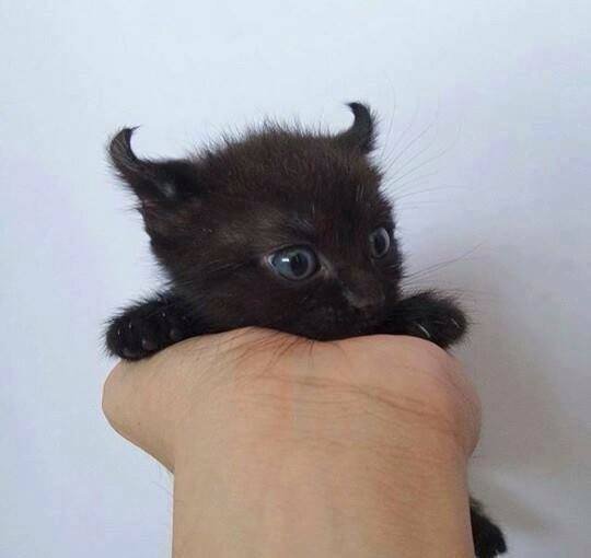 RT @AwwwwCats: Satan’s kitten https://t.co/66nnluH…