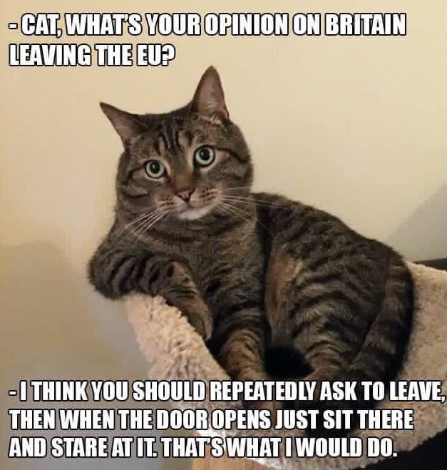 RT @ShanieTX: Cats view on Brexit is pretty accura…