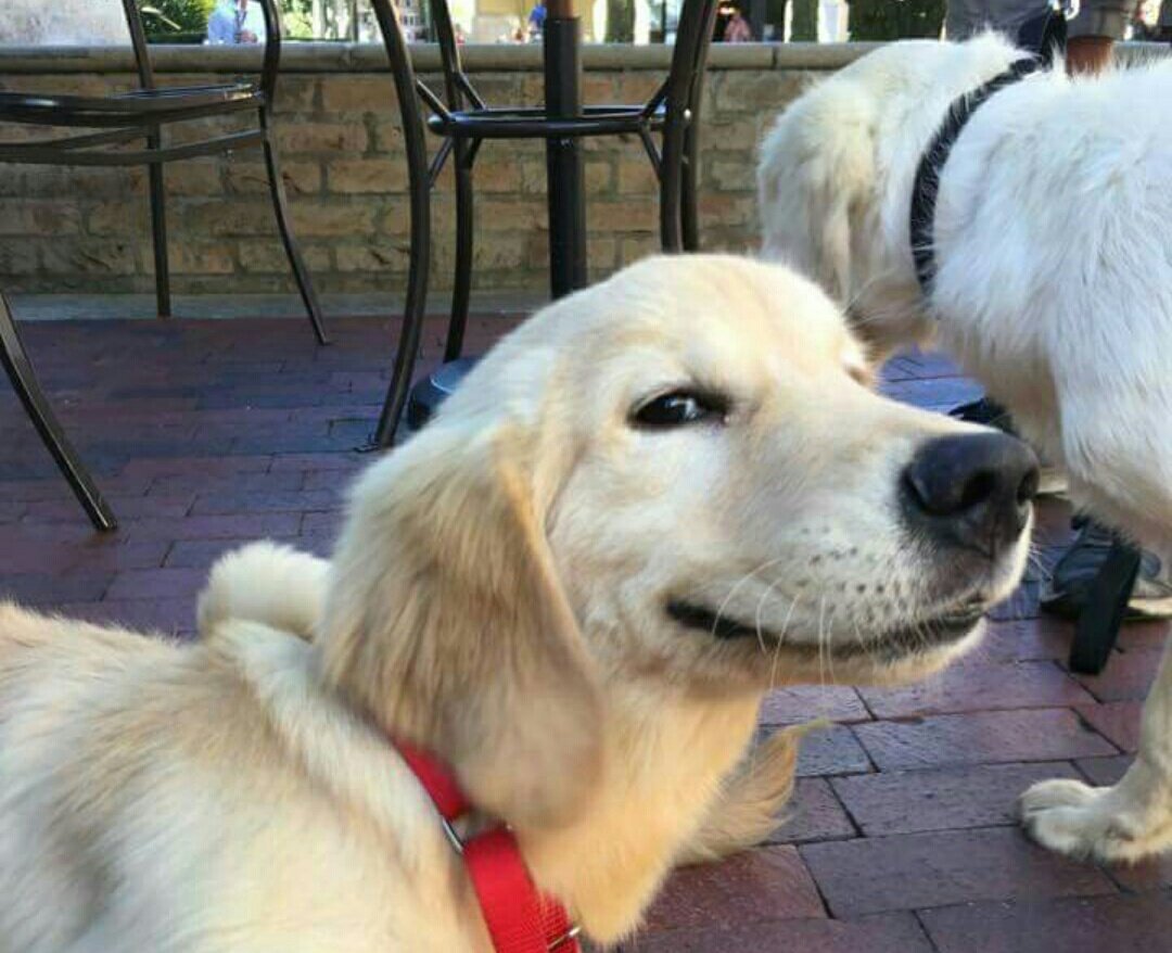 RT @megalot_: When ur human says “who’s a good boy…