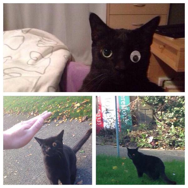 RT @Houseplayerz: My mates Cat lost his eye in a f…