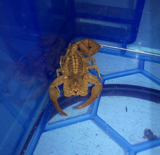 RT @BBCLondonNews: A scorpion was found at Victori…