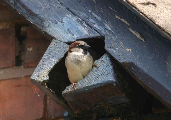 RT @BTO_GBW: They used to be ubiquitous. But where…