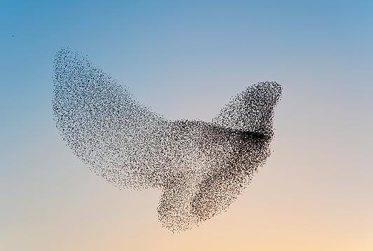 RT @whereisdaz: Murmuration, stunning RT @hollybro…