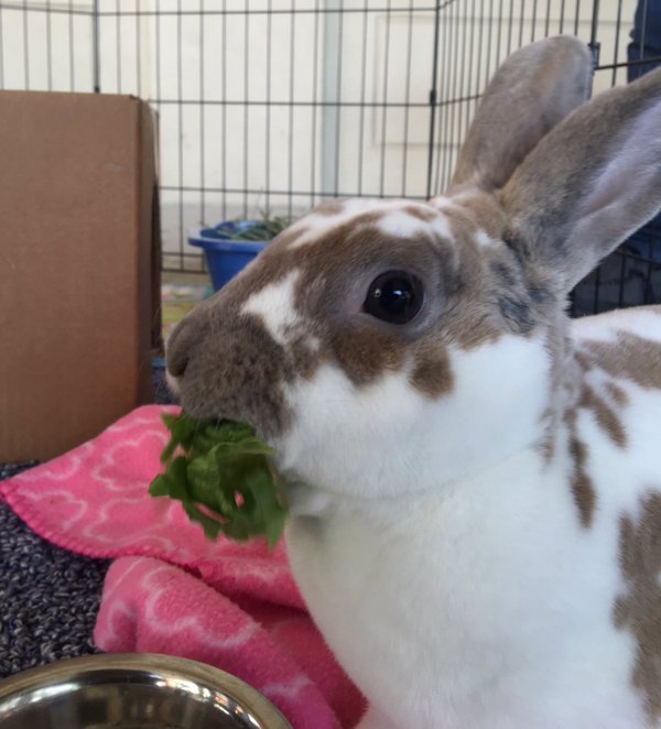 RT @arphalia: Softest bunny in the universe on the…