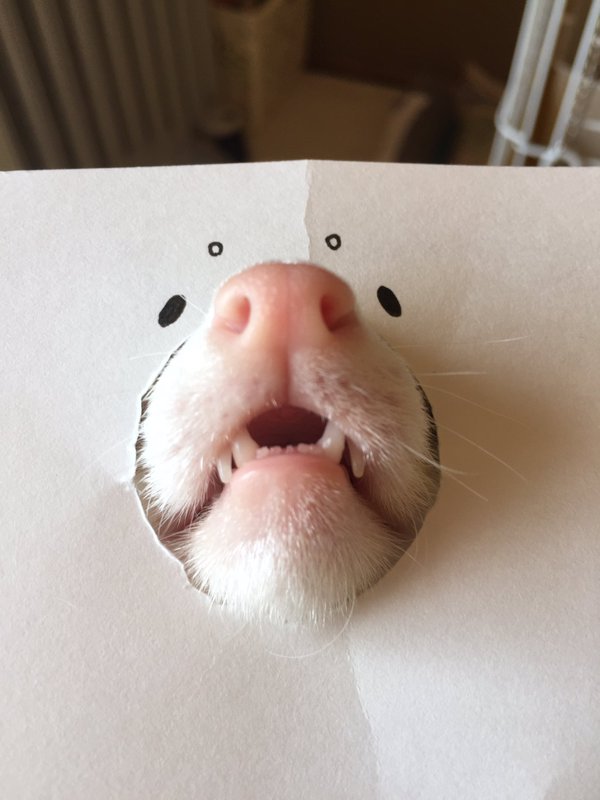 RT @twi_ferret: ちょうど良いものがあったから目を書いたらフェレットがよりフェレットに…