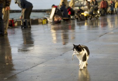 RT @EmrgencyKittens: he did it https://t.co/ppxRK7…