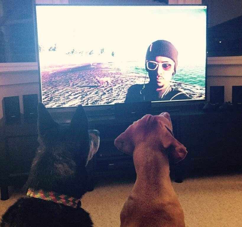 RT @Flunkie: Watch 2 Dogs Watch Watch Dogs 2 https…
