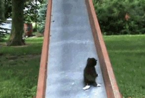 RT @ziyatong: Like Sisyphus but with kittens. http…