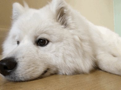 RT @KenAshcorp: Time to cheer up by lying on the f…