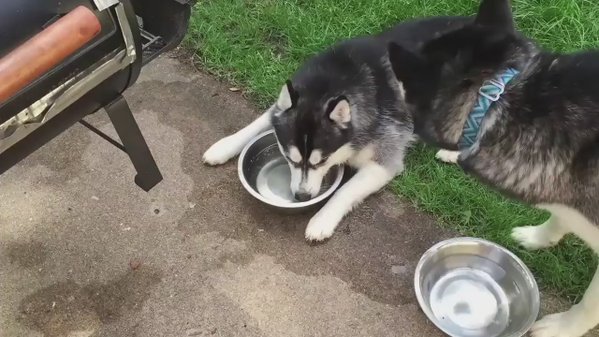 RT @dog_rates: Here’s a doggo blowing bubbles. It’…